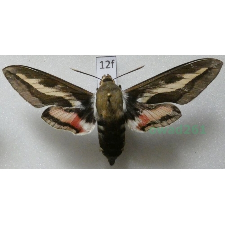 Hyles gallii (Rottemburg, 1775) Poland12f